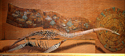 скелет плезиозавра